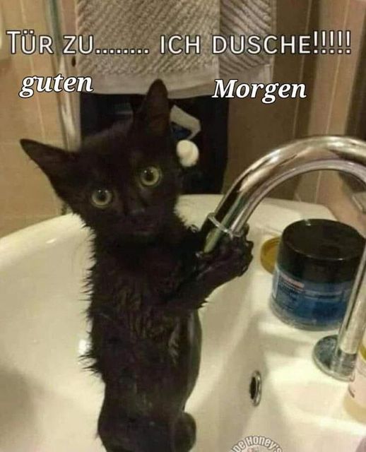 Katze duscht