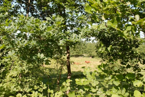 2023 Trittau Radwanderweg Natur Bäume Wiesen (3)