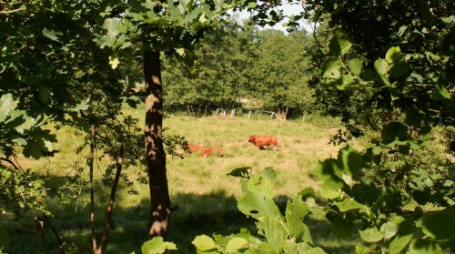 2023 Trittau Radwanderweg Natur Bäume Wiesen (4)