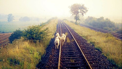 1972_bad_oldesloe_bahnhof_Nebenstrecke_nach_Schwarzenbek_Ziegen_auf_Dem_Gleis-1.jpg