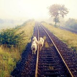 1972_bad_oldesloe_bahnhof_Nebenstrecke_nach_Schwarzenbek_Ziegen_auf_Dem_Gleis-1