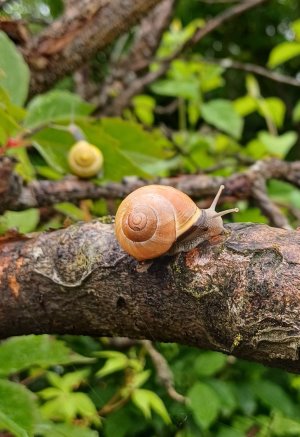 Schnecke-20240614_092554.jpg