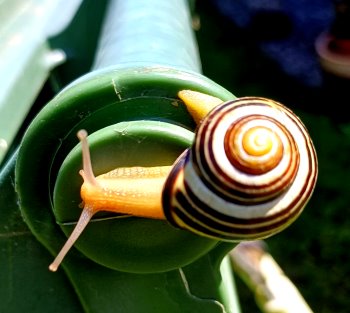 Schnecke-20240708_112906.jpg
