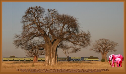 Adansonia digitata Baobab Kopie (1) Kopie Kopie Kopie