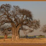 Adansonia_digitata_Baobab---Kopie-1---Kopie---Kopie---Kopie