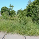 20230603-Blumenau-u.-Bad-Oldesloe-c-2