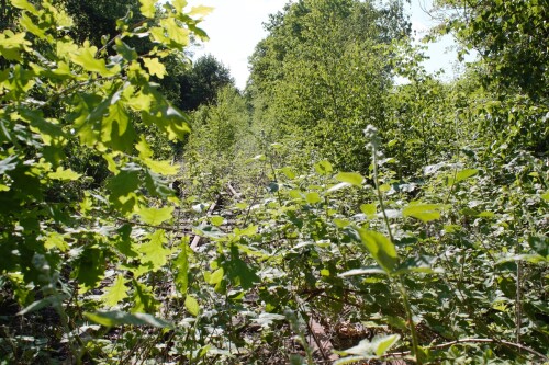 20230603 Blumenau u. Bad Oldesloe e (1)