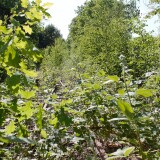 20230603-Blumenau-u.-Bad-Oldesloe-e-1