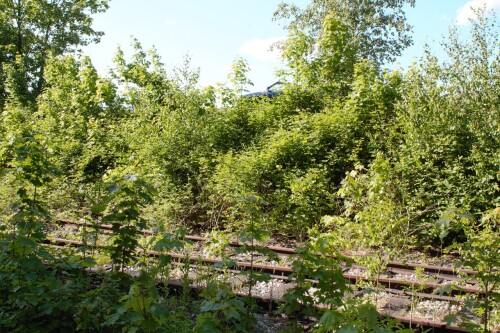 20230603 Blumenau u. Bad Oldesloe e (2)