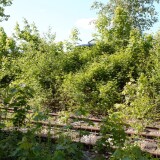 20230603-Blumenau-u.-Bad-Oldesloe-e-2