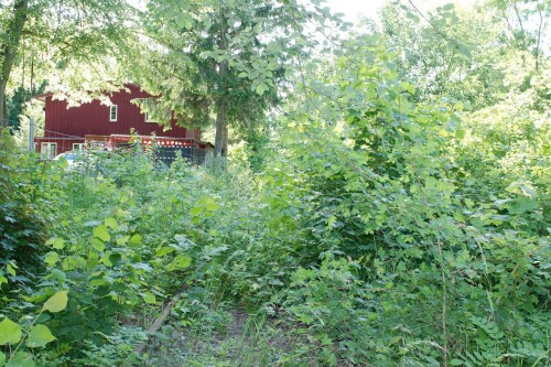 20230603 Blumenau u. Bad Oldesloe f (3)