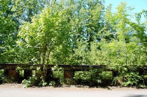 20230603 Blumenau u. Bad Oldesloe g (1)