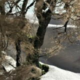 20200407-Baumbau-H0-1zu87-mit-Naturmaterialien-Moos-Flechten-3