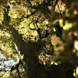 20200407-Baumbau-H01zu87-mit-Naturmaterialien-Moos-Flechten-17