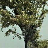 20200616-Baume-baum-h0-1zu87-aus-Naturmeterialien-14