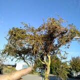 20210907-Baumbau-mit-Naturmaterialien-b-3