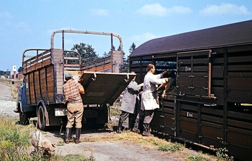 Schweinetransport Hanomag aus schleswiger Kennzeichen 1967 per Bahn Trittau Gleis 7