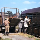 Schweinetransport_Hanomag_aus_schleswiger_Kennzeichen_1967_per_Bahn_Trittau_Gleis_7