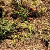 20191019_Mein-Marklin-Modul-Kleinstbaume-3