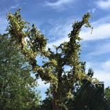 20200616-Baume-baum-h0-1zu87-aus-Naturmeterialien-5