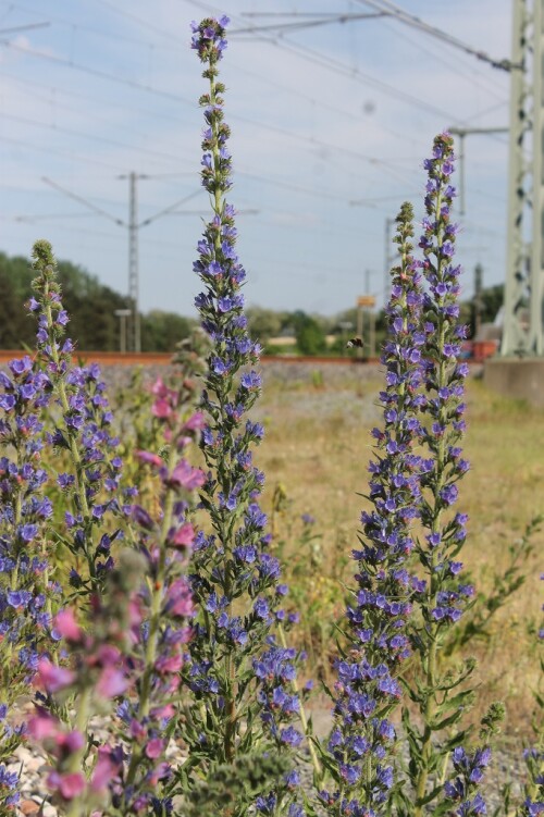 Maschen Gbf Güterbahnhof 2024 Mai (44)