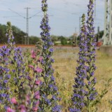 Maschen_Gbf_Guterbahnhof_2024_Mai-44