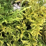 20200416-Sortieren-von-Naturmaterialien-Baumbau-22