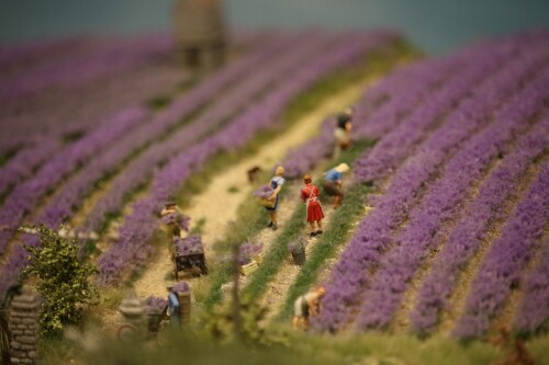 Miniaturwunderland_France_Provence_Lavendel_Felder_Frankreich_MiWuLa_Modellbahn_H0_b-6.jpg