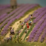 Miniaturwunderland_France_Provence_Lavendel_Felder_Frankreich_MiWuLa_Modellbahn_H0_b-6