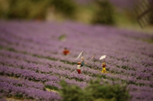 Miniaturwunderland_France_Provence_Lavendel_Felder_Frankreich_MiWuLa_Modellbahn_H0_b-7.jpg