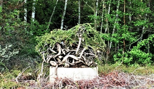 Travemünde Bahnhof 2020 lost places (5)