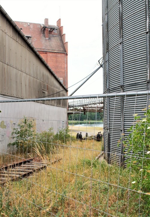 Mölln Hafen 2023 Gleise (1)