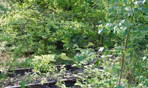 Ratzeburg Schmilau Draisinenbahn Reste Kaiserbahn 2023 d (4)