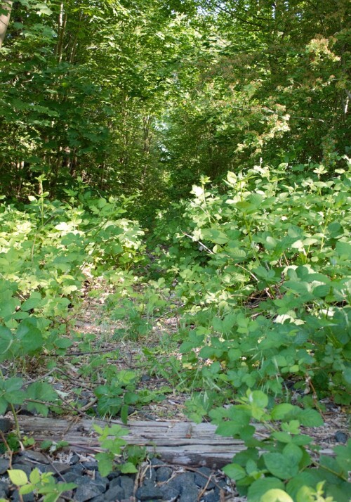 Ratzeburg Bahnhof Vorplatz Rest Schiene Kaiserbahn 2023 Juni (2)