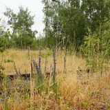 Bahnhof_Buchen_Gleisanlagen_ehemaliger_Grenzbahnhof_innerdeutsche_Grenze_2023_Juni-7