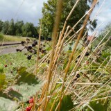 20230807-Bergedorf-Sud-Bahnhof-a-3