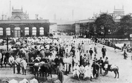 1910-Schlachthof-Hamburg---Schweine-in-der-Trift-beim-Bahnhof-Sternschanze.a.jpg