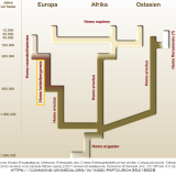 Homo_splitter_deutsch