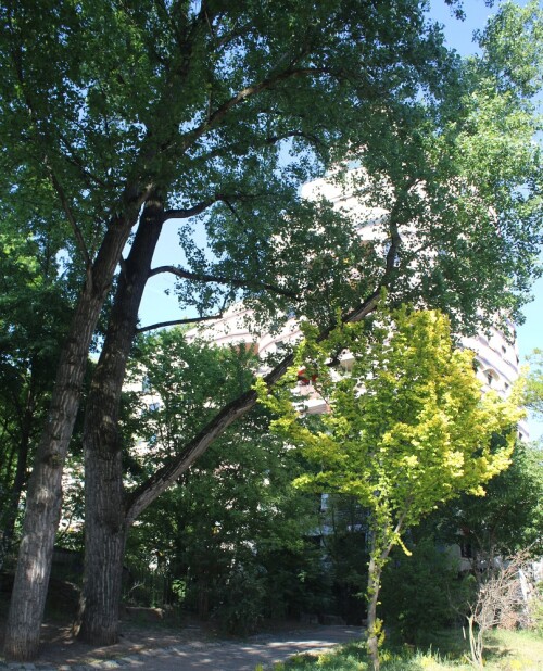 Darmstadt Hundertwasserhaus Hundertwasser letztes Haus Projekt 2025 Mai (2)