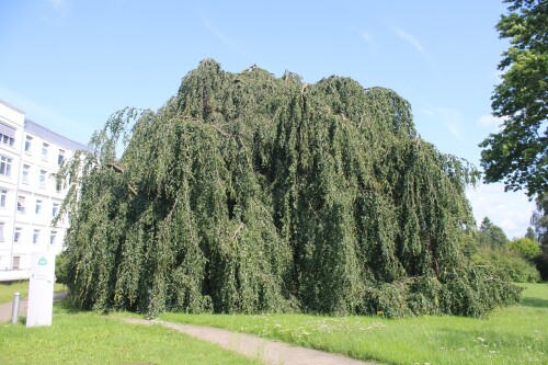 Trauerbuche_KH_Bad_Oldesloe_Asklepios_Klinik_Juli_2025-2.jpg