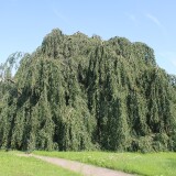 Trauerbuche_KH_Bad_Oldesloe_Asklepios_Klinik_Juli_2025-2