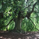 Trauerbuche_KH_Bad_Oldesloe_Asklepios_Klinik_Juli_2025-5