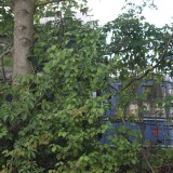 DB_Vig4ue_Ffm_WGug-827_AB4ue-385054_F-Zug_blauer_Enzian_Salonwagen_DB_Museum_Koblenz-1