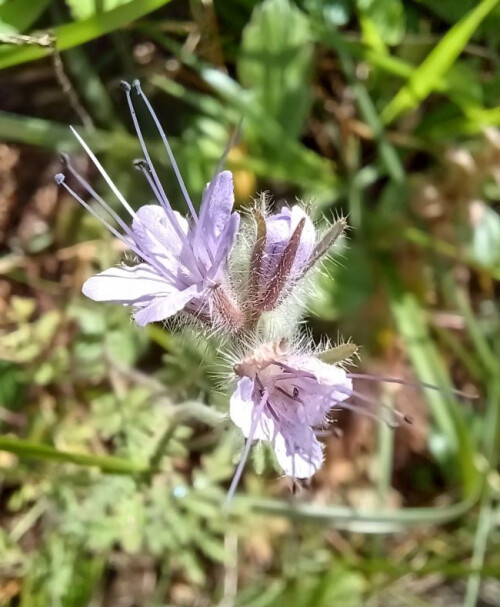 Rainfarn-Phazelie-20260613_085048auss.jpg